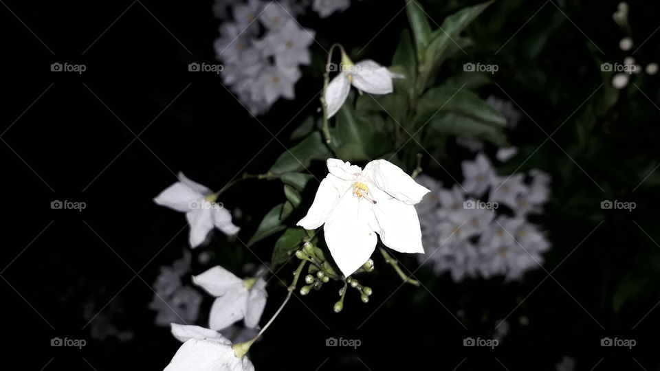 white flowers in the night