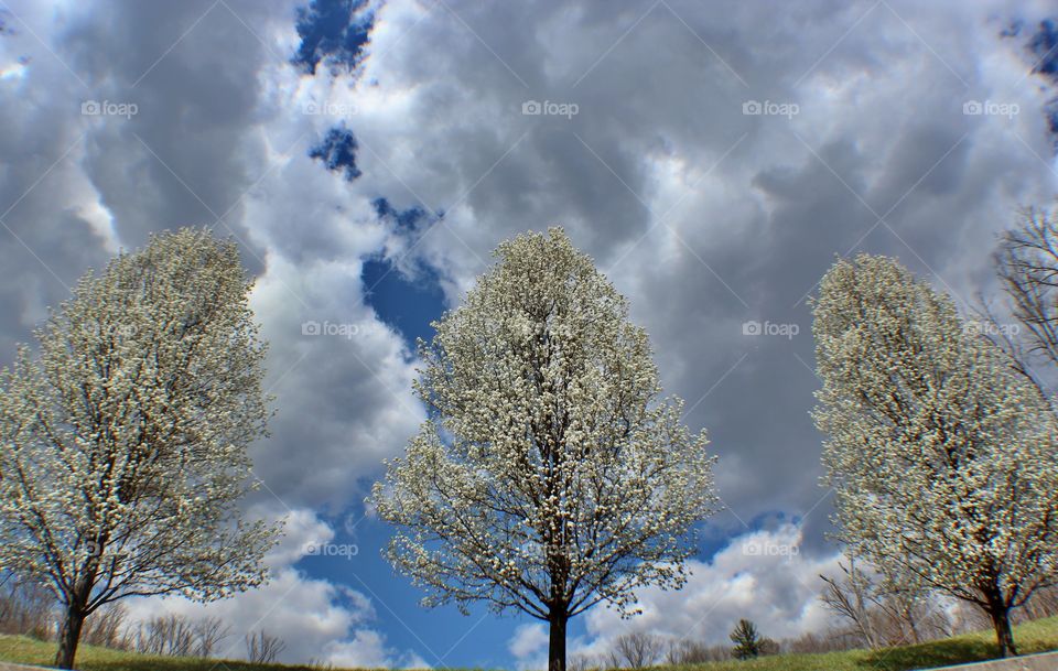 Solo Tree. taken in West Virginia