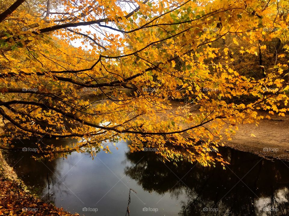 Close-up of tree at lake side during autumn