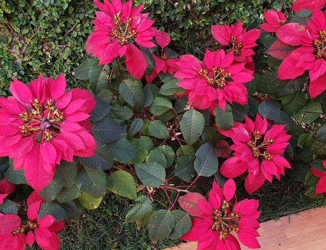 Flowers 🌺