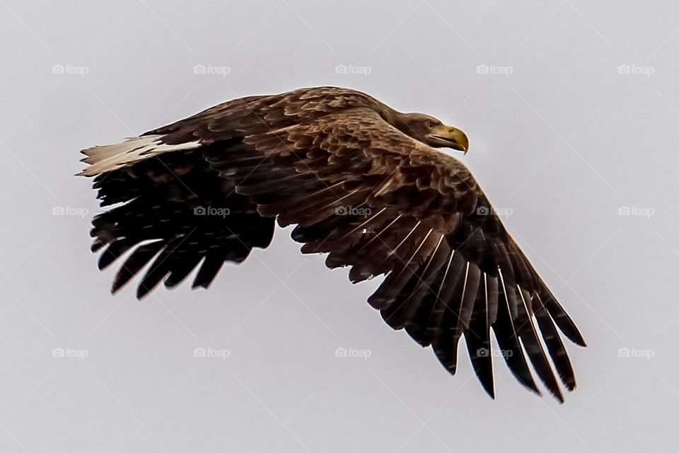 White tailed eagle