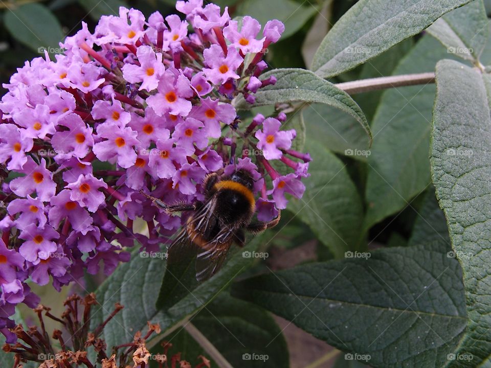 Bright big bees pollinate beautiful little purple flowers bunched together on a plant with large green leaves in a garden on a sunny day.