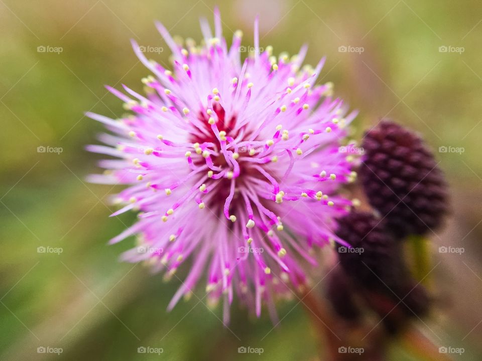 Micro pink flower 