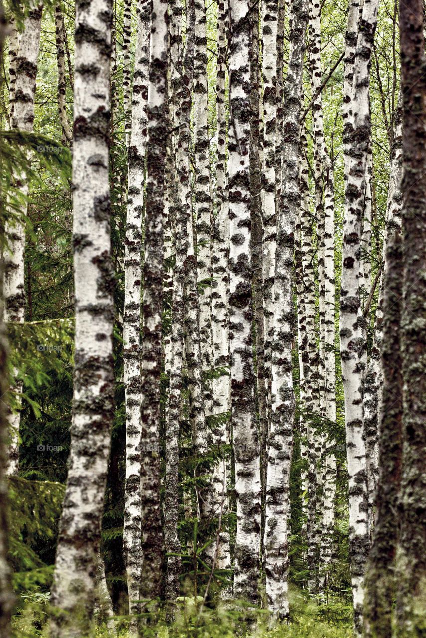 Birch grove. Forest. Nature of Russia 