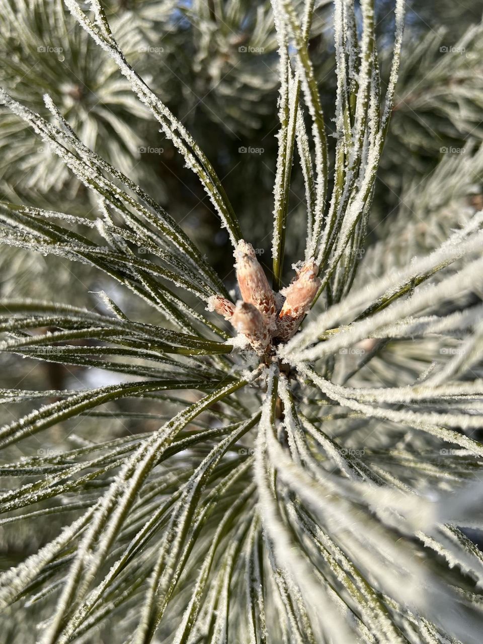 Frozed pine needles