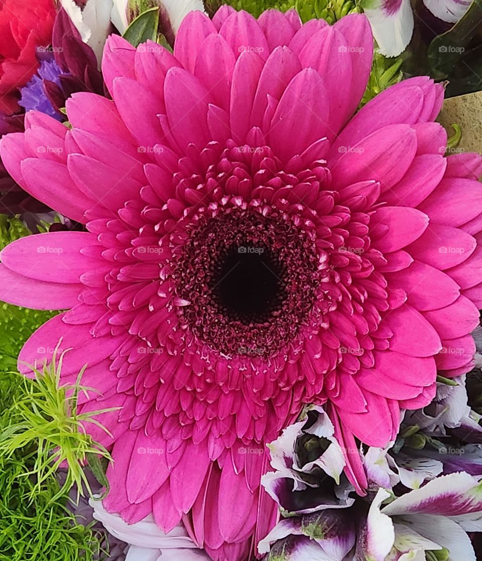 close up view of a large Gerber Daisy flower blossom in a bold barbie style pink color