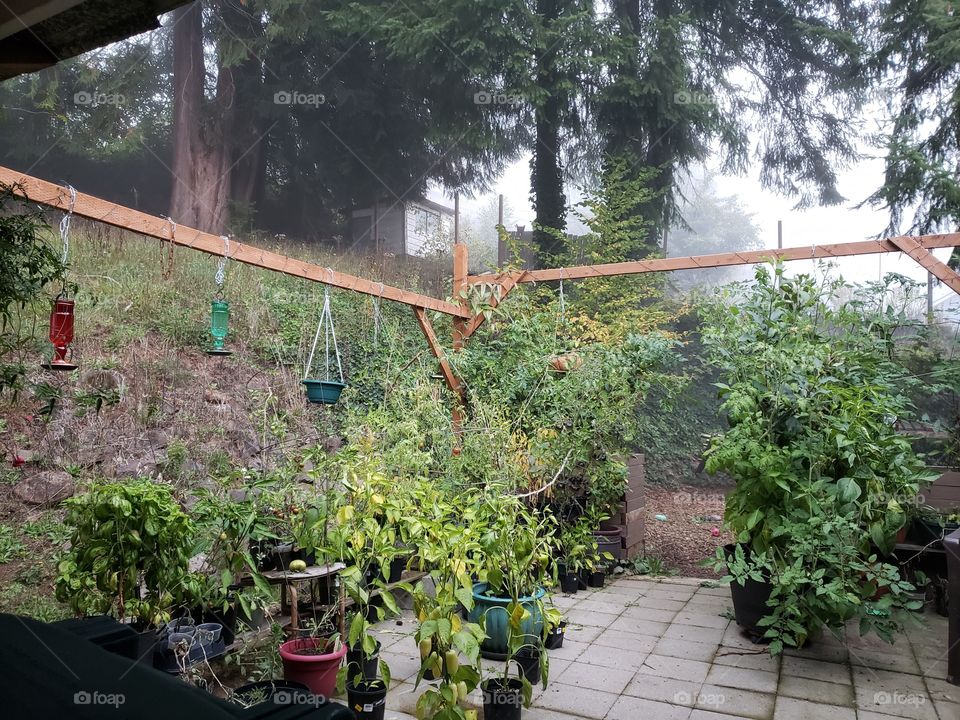 foggy garden