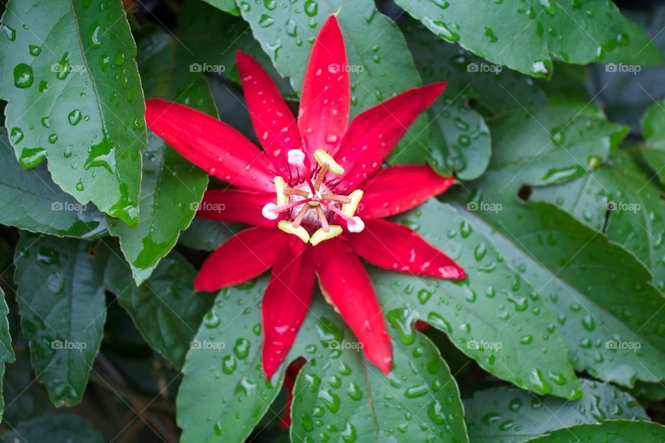 green flower red bloom by jaedelrey