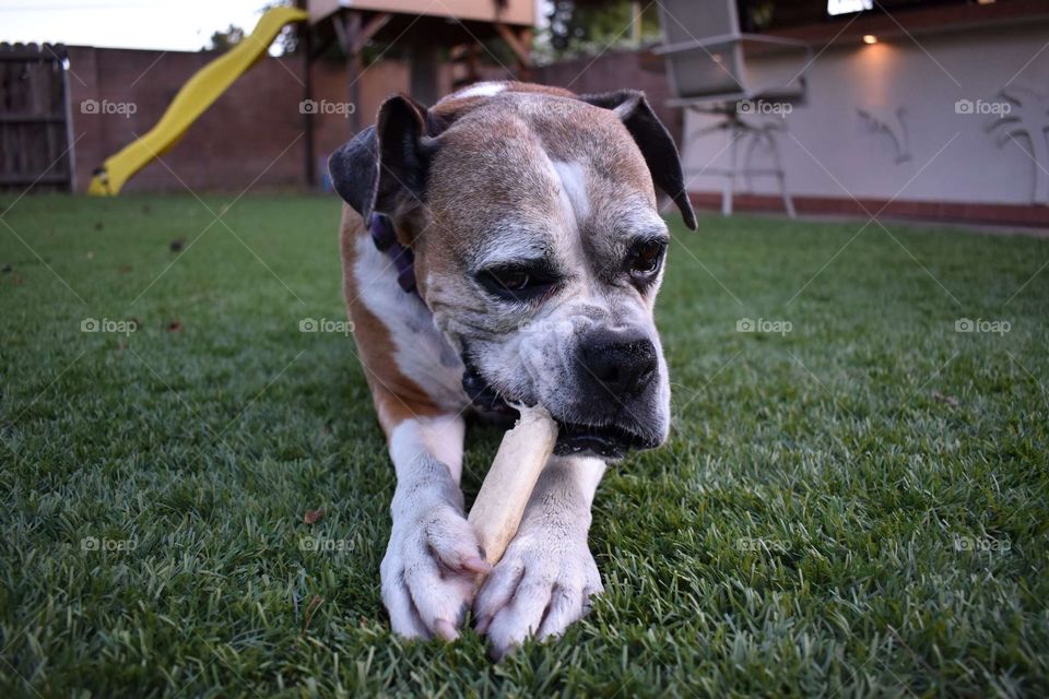 Boxer chewing bone