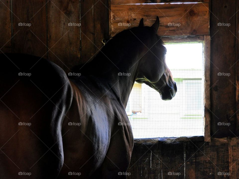 Commissioner. Commissioner, a four year old Dk Brown colt looks out his stall window as he relaxes before his next race. 
Fleetphoto