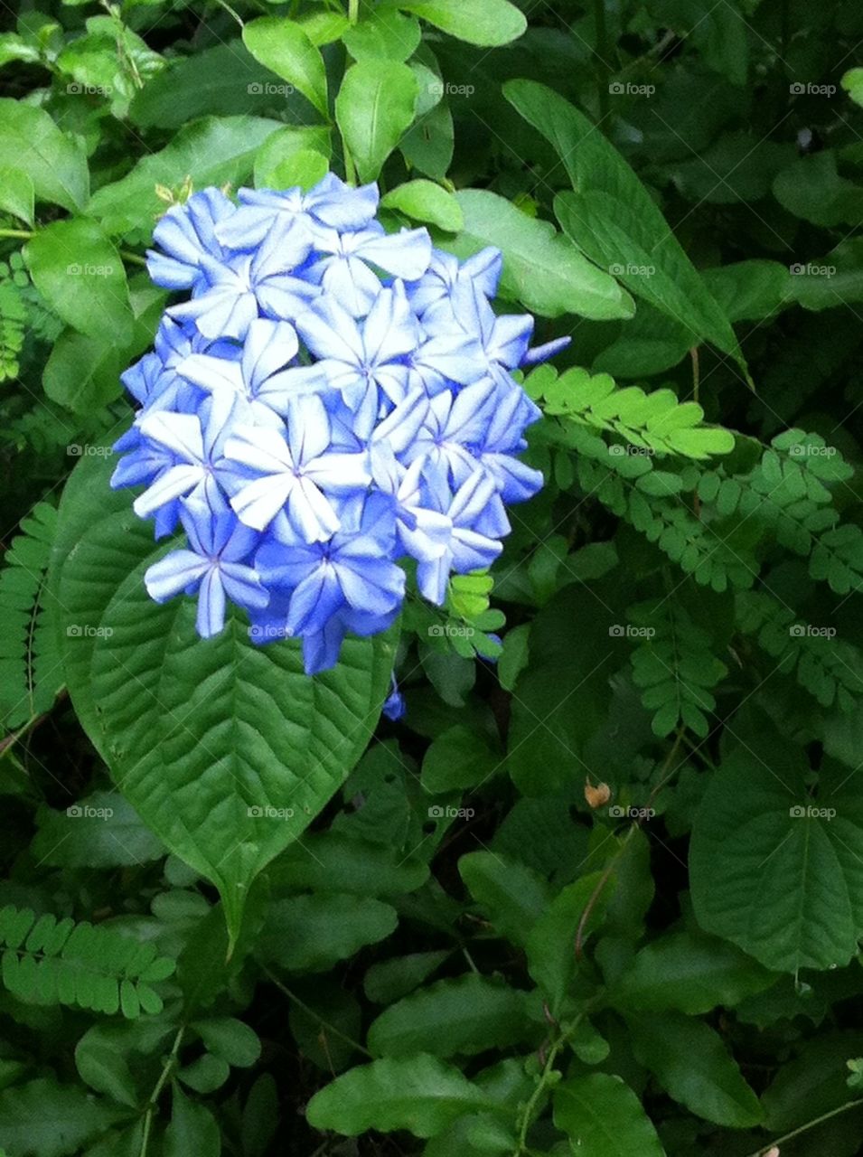 Light Blue Flower