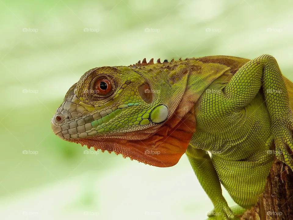 An exotic green iguana, reptiles, iguana, green iguana, close up, depth of field, animals, fauna, nature, beauty of nature, lizard