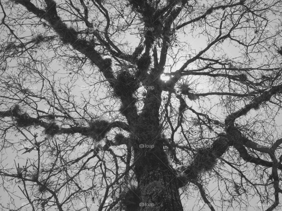 Wise Tree Black & White. Black & white photo of old tree with the sun in the background