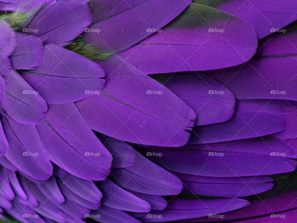 Purple Feathers
