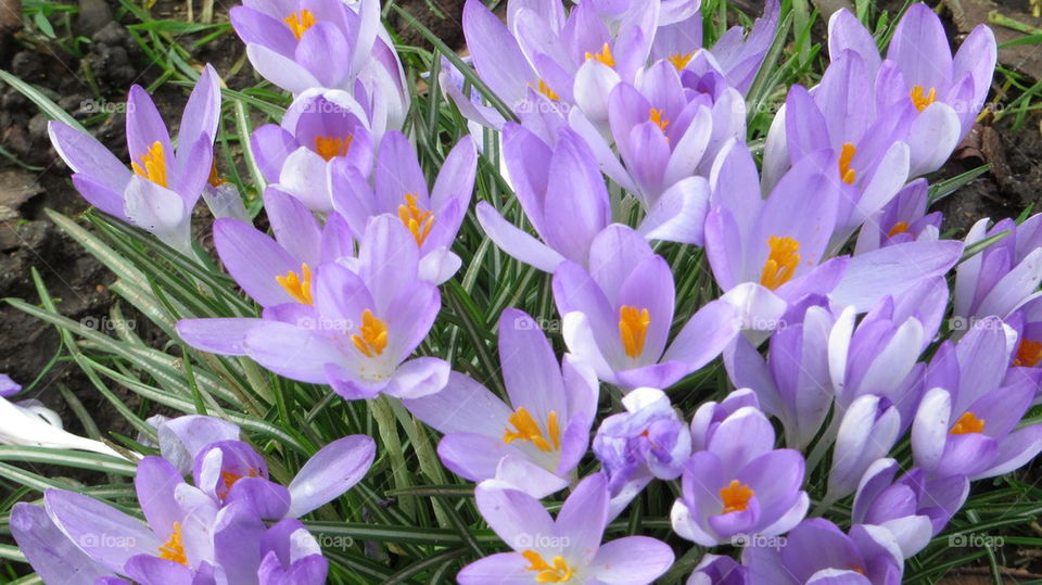 crocuses