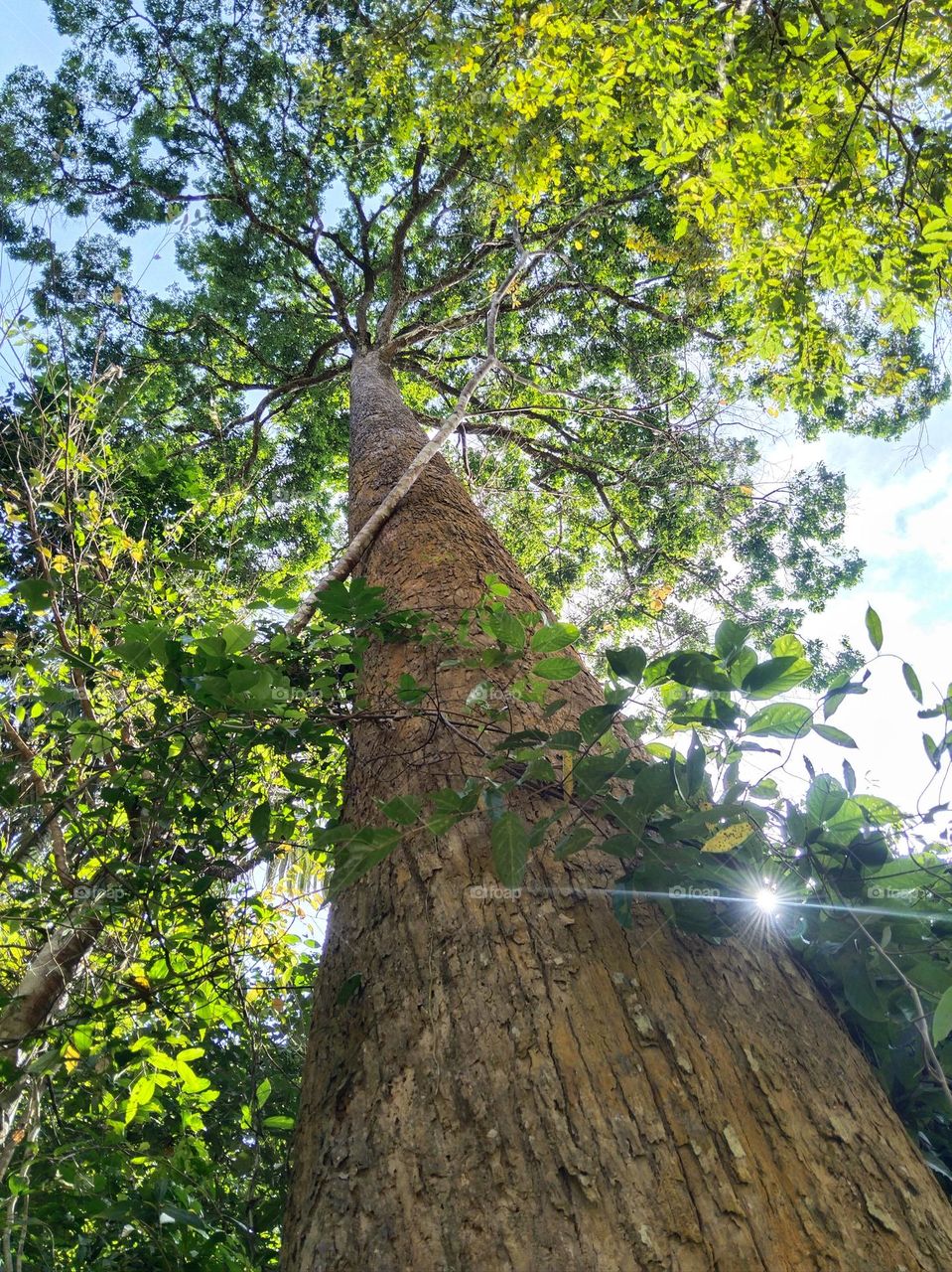 Small sunlight from the tree.