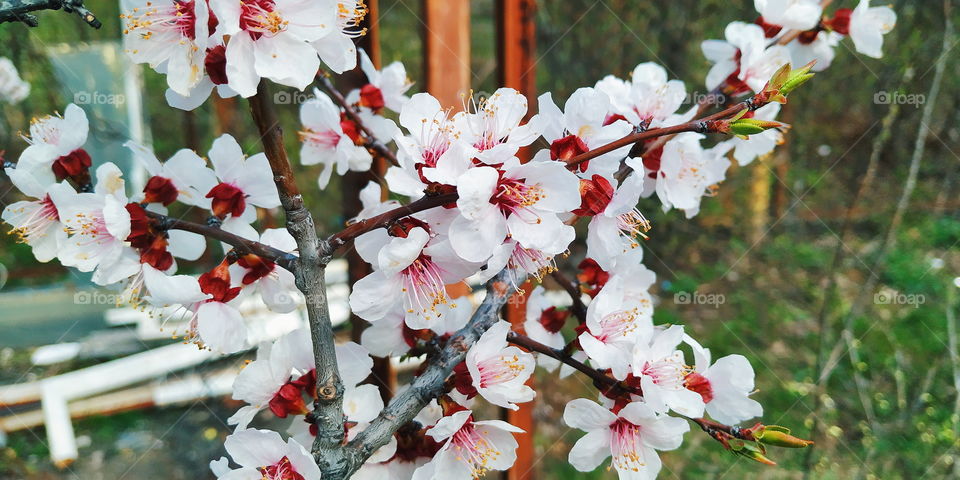 apricot bloom in the city of Kiev