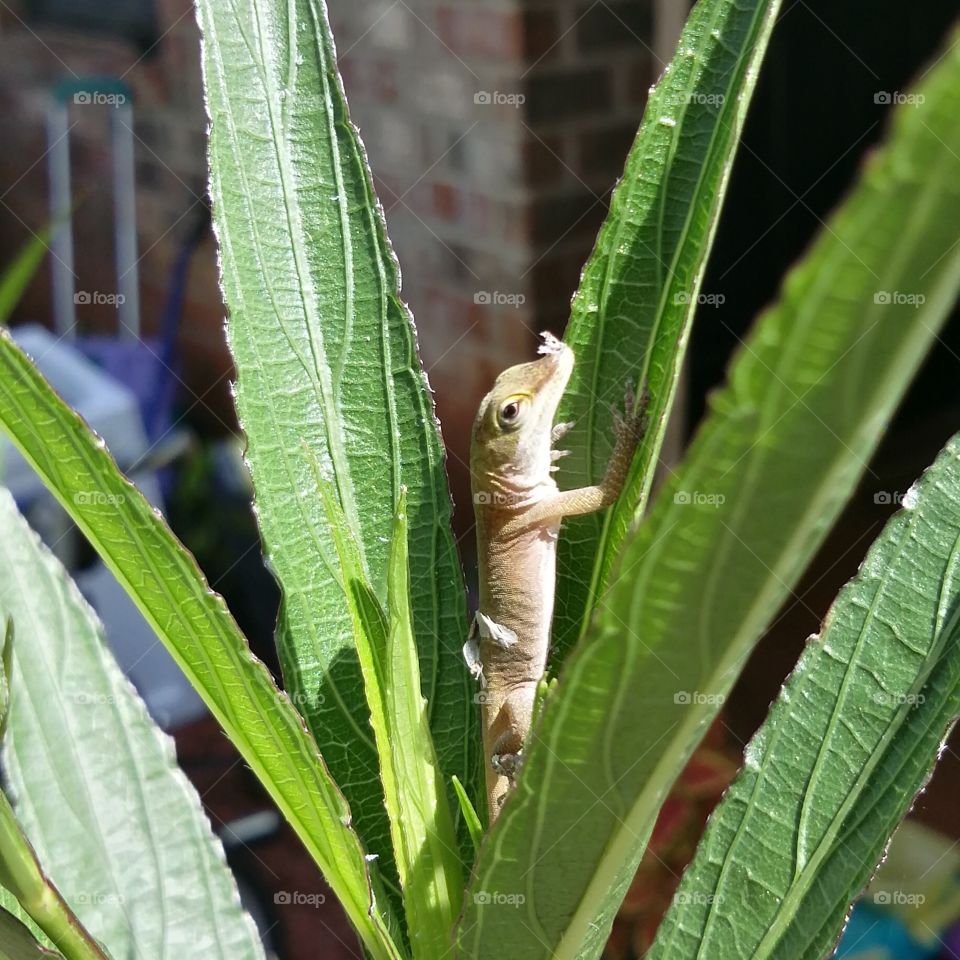 Chillin. Lizard chillin in my plant.