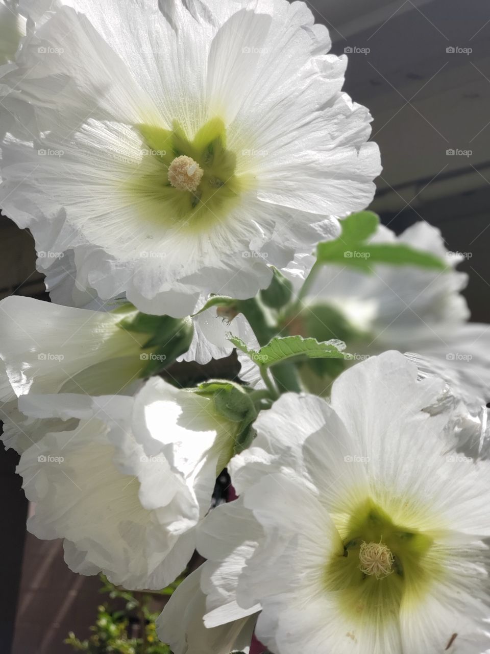 white  flowers