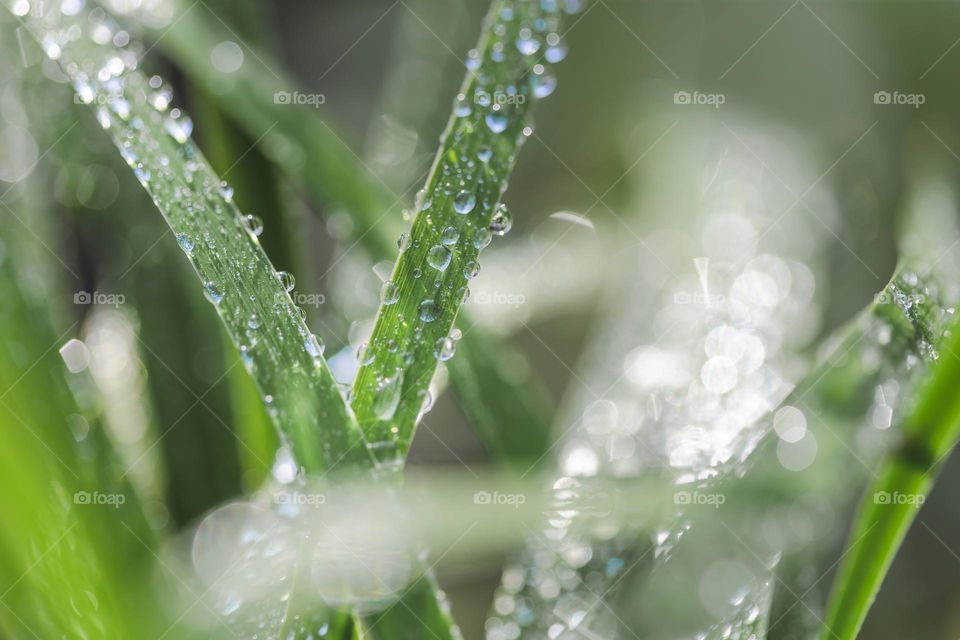 Green juicy grass after the rain in summer day with dew on the leaves