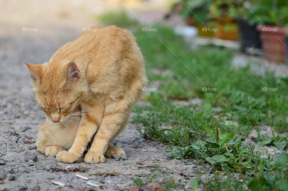 Cat