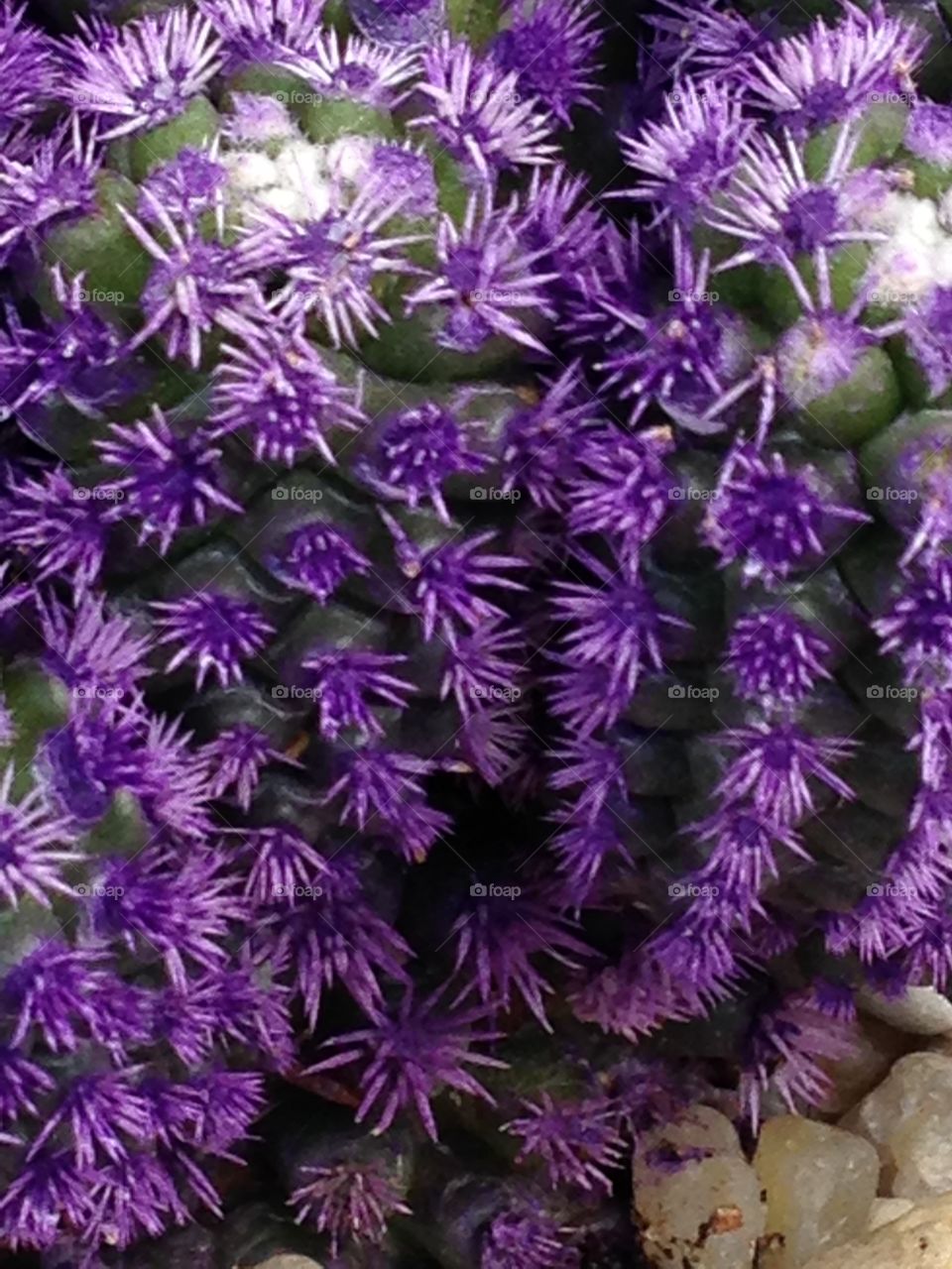 Purple Cactus Plant