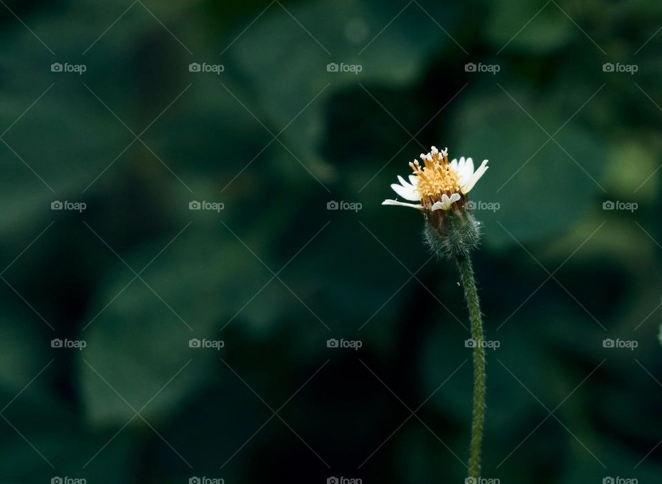 Coat button flower - tridax daisy