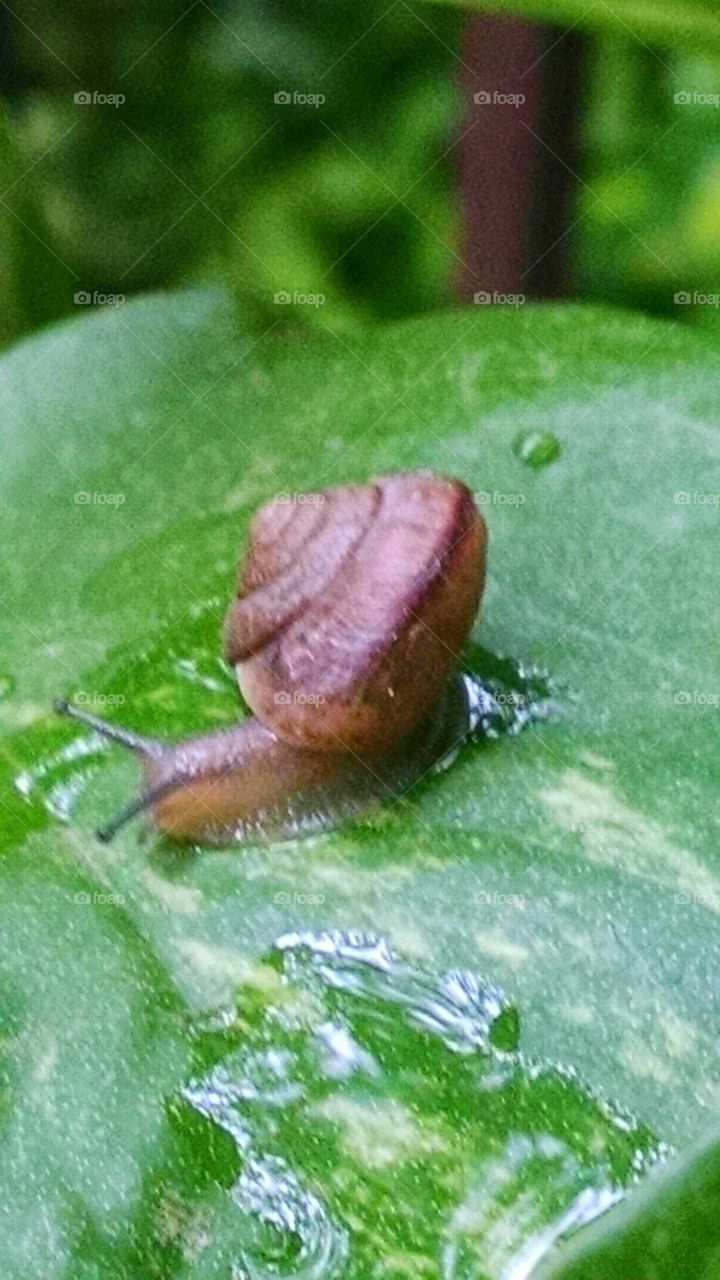 close- up of a tiny green snail on s small leaf