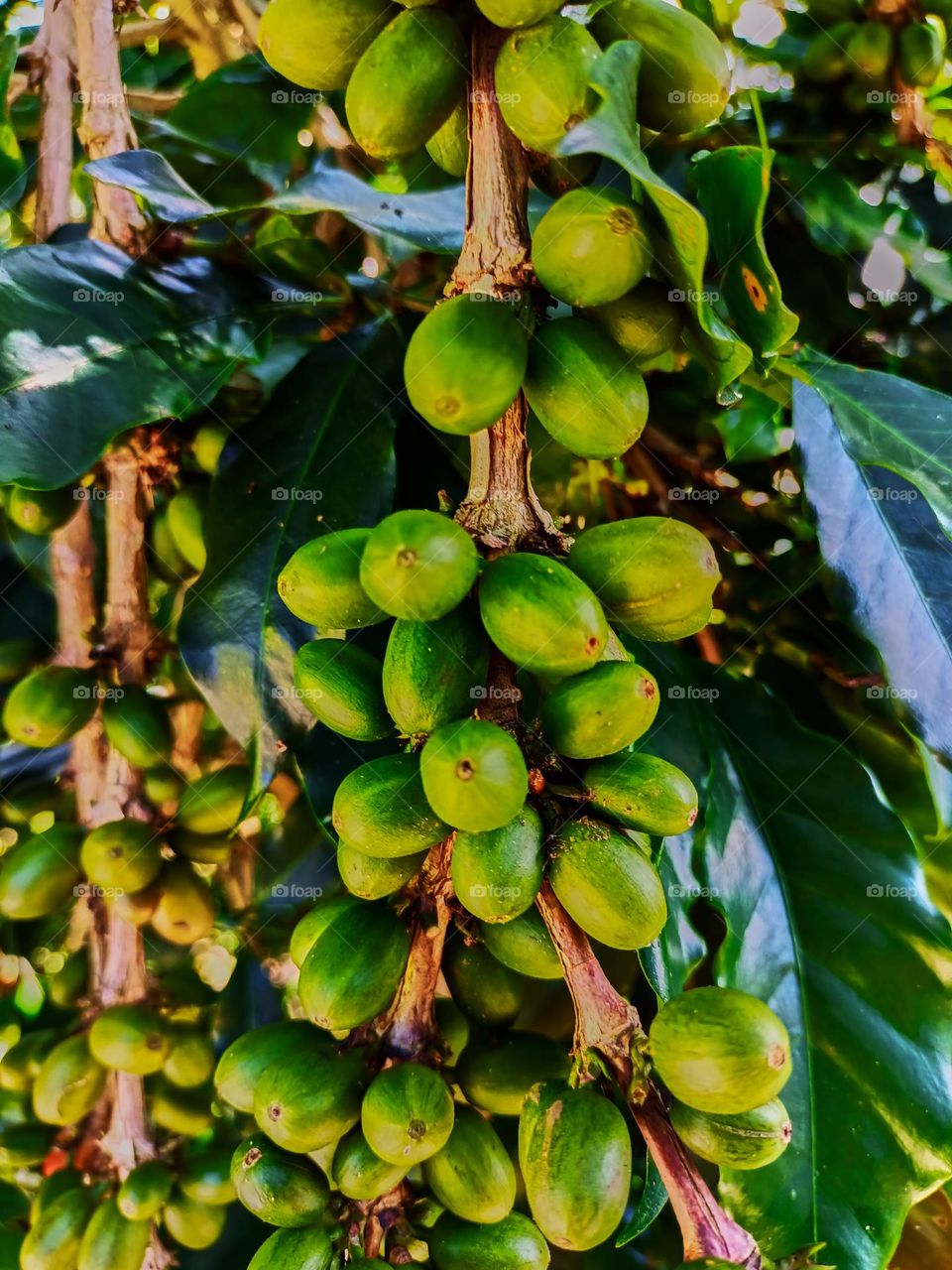 Green Coffee fruit on coffee tree in coffee plantation.