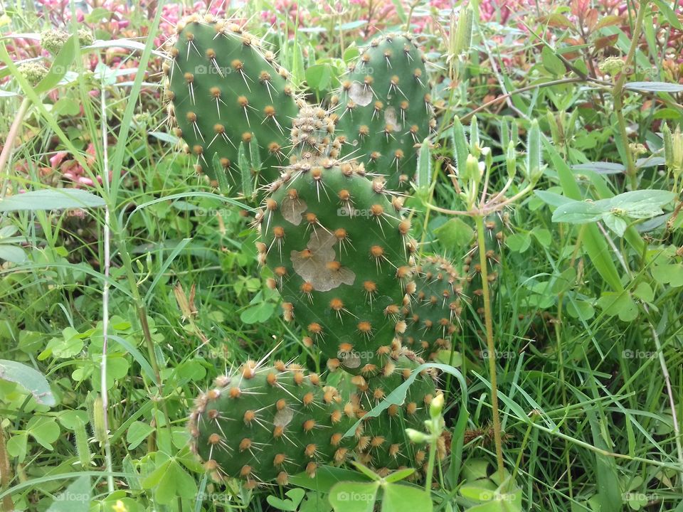 cactus