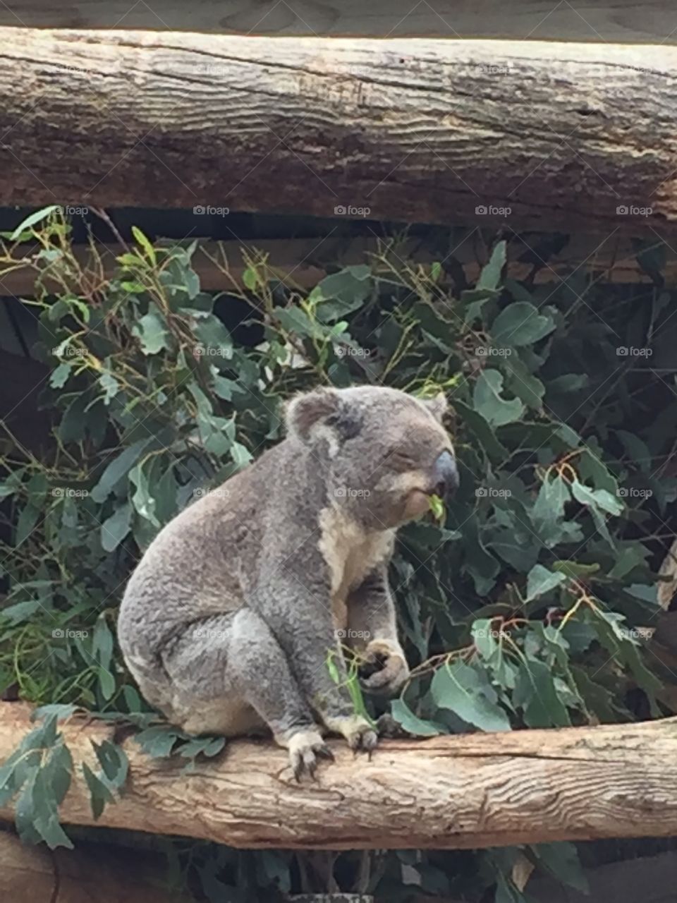 Australian Koala