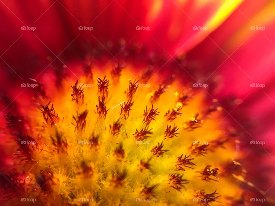 Extreme close-up of  a flower