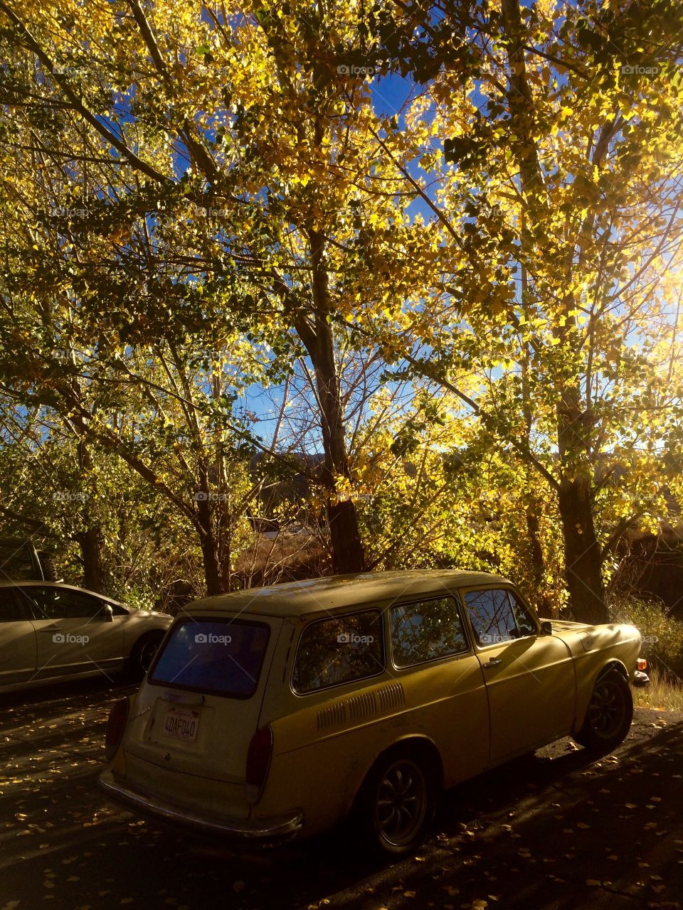 Yellow car, yellow trees 