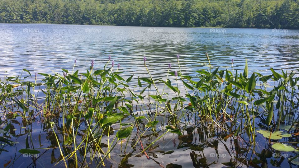 Lilies in Lake