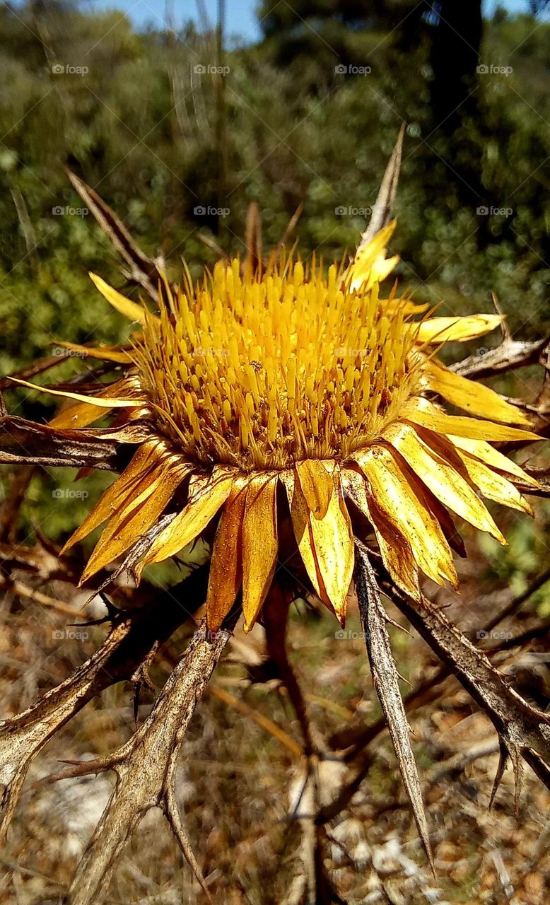 Carlina racemosa