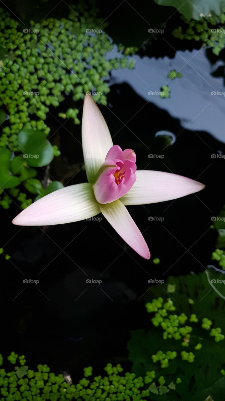 Lotus WATER LILY