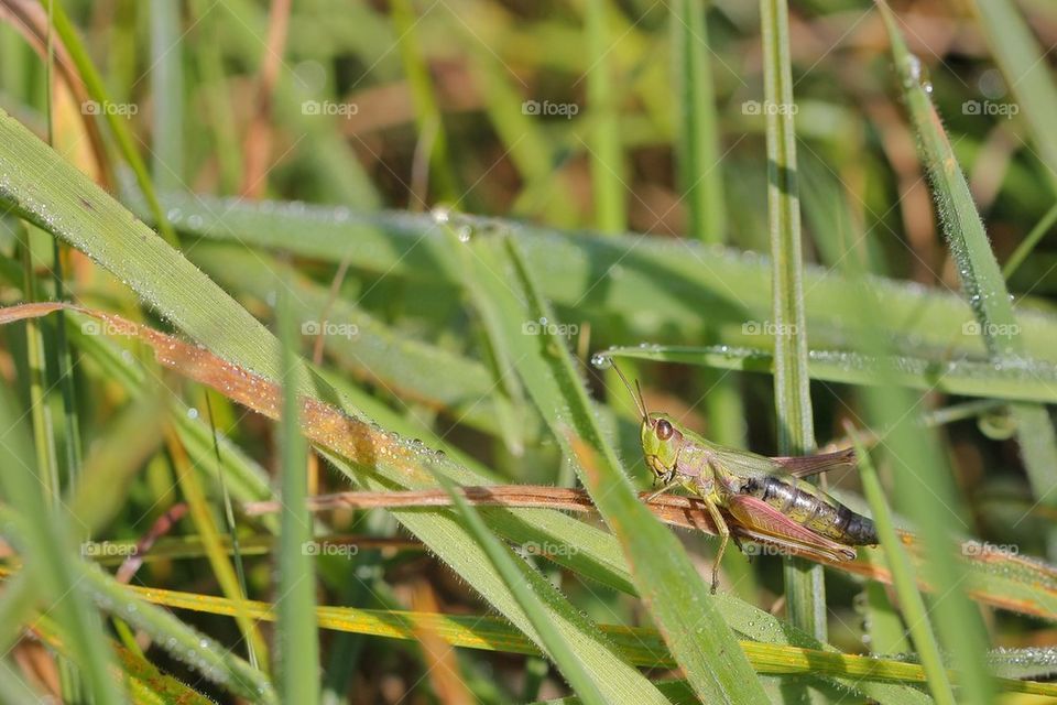 Grasshopper Lying On Grass