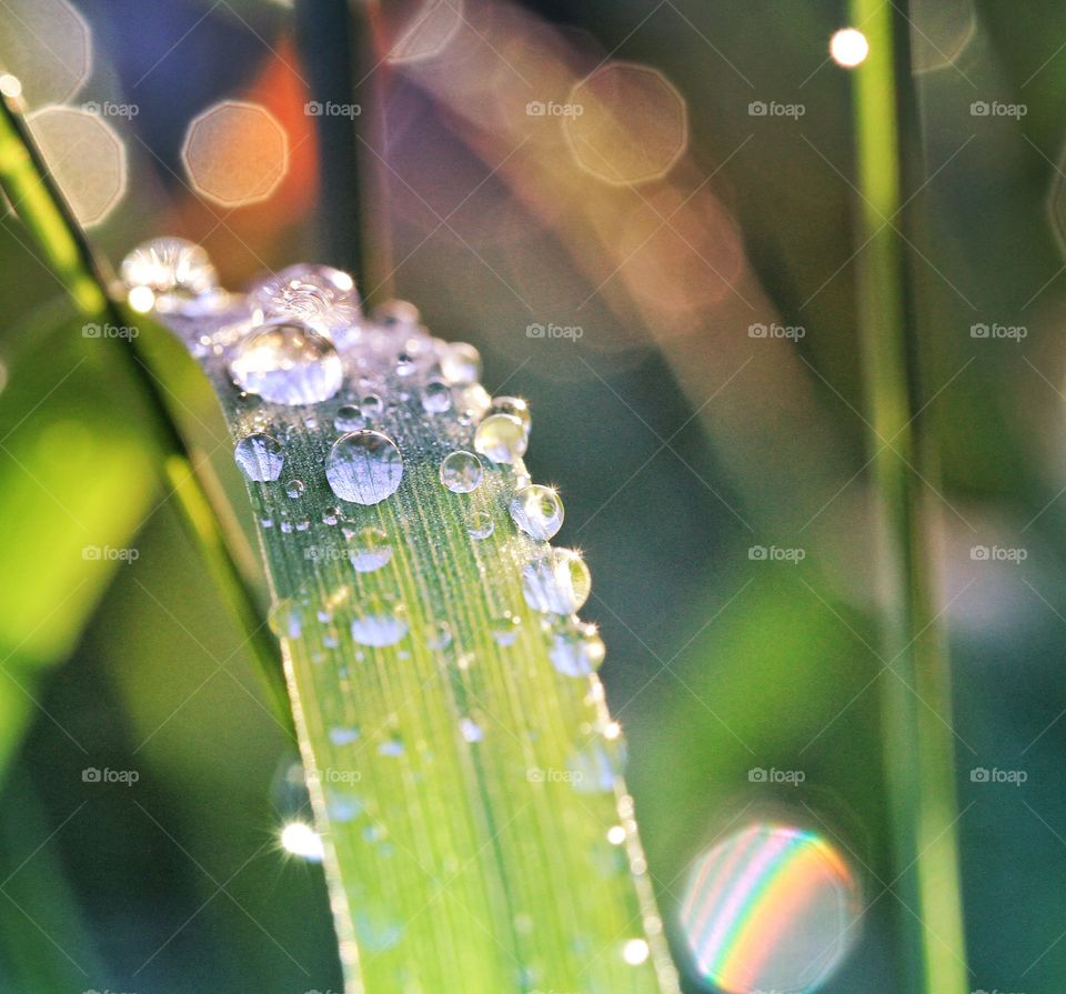 Droplets of dew and beads of water resting on blades of grass with the golden glow of the sun adding colour to the scene.