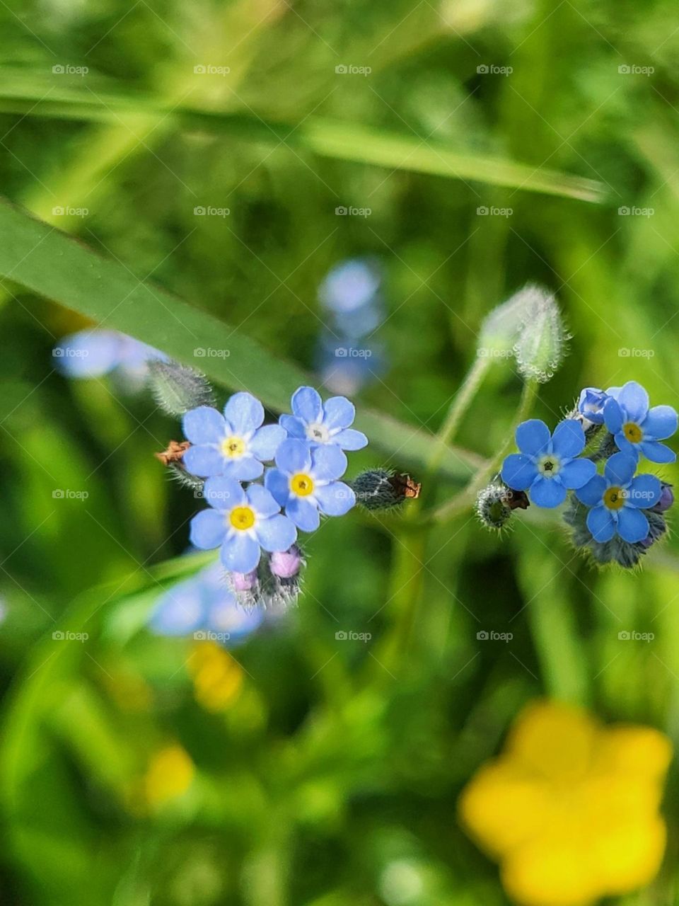 forget - me - not , schön , zart , blau