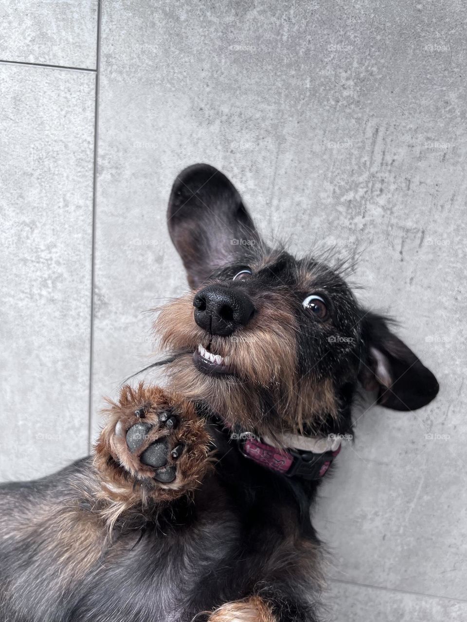 Dog making crazy face