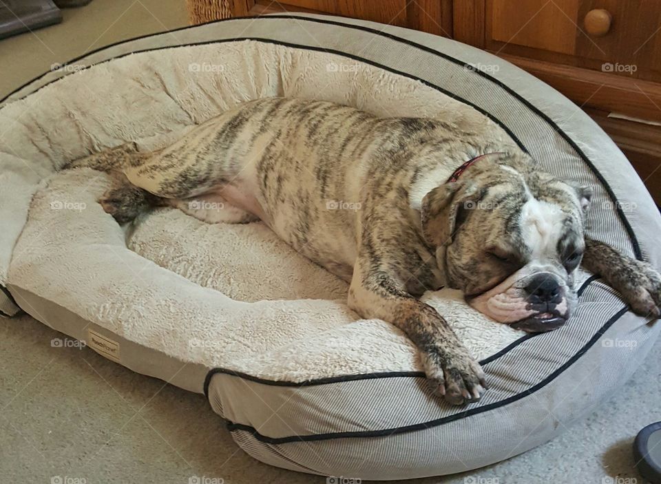 Tired Bulldog