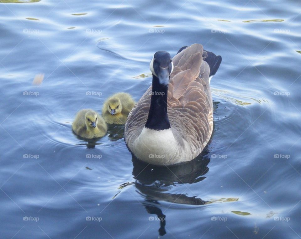 Spring goslings 