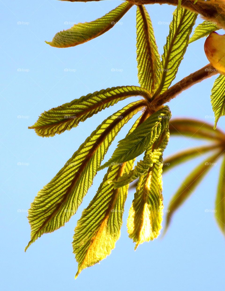 translucent leaves