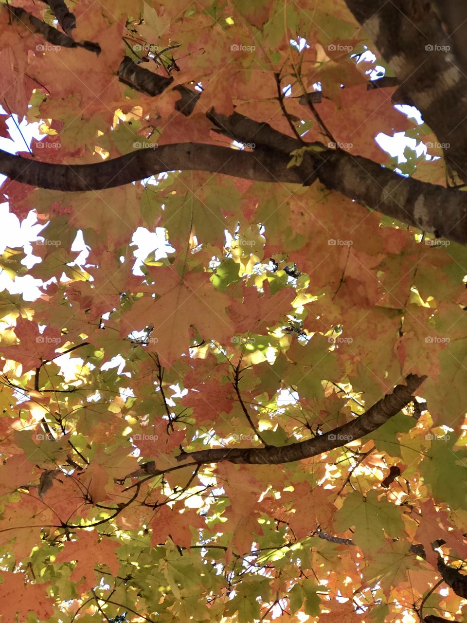 Fall Maple Tree