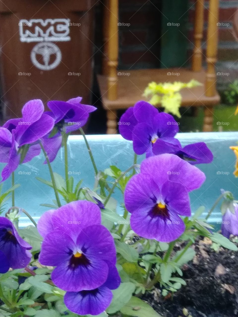 basin garden of violet panseys