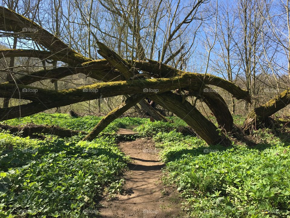 Blue Sky At Last ! After rainy days finally April has some blue sky 2018 ... Out for a walk along a riverbank and trees have fallen to make an archway ...