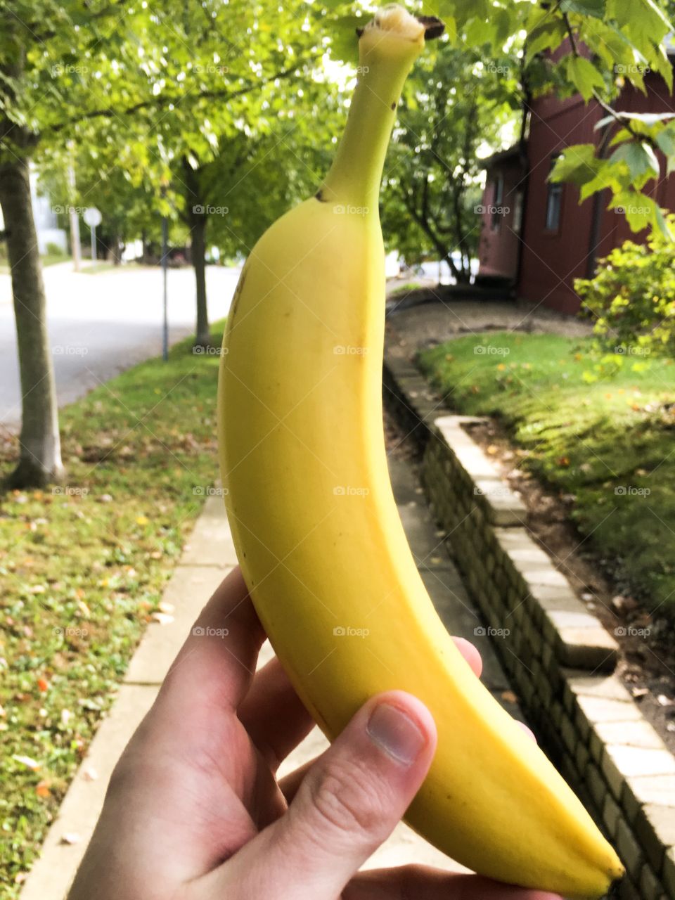 Bright yellow banana for breakfast during an early morning walk on a sunny day to stay healthy 