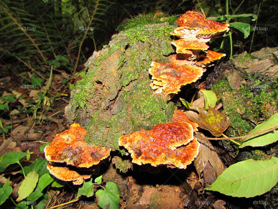 these mushrooms look like pizzas