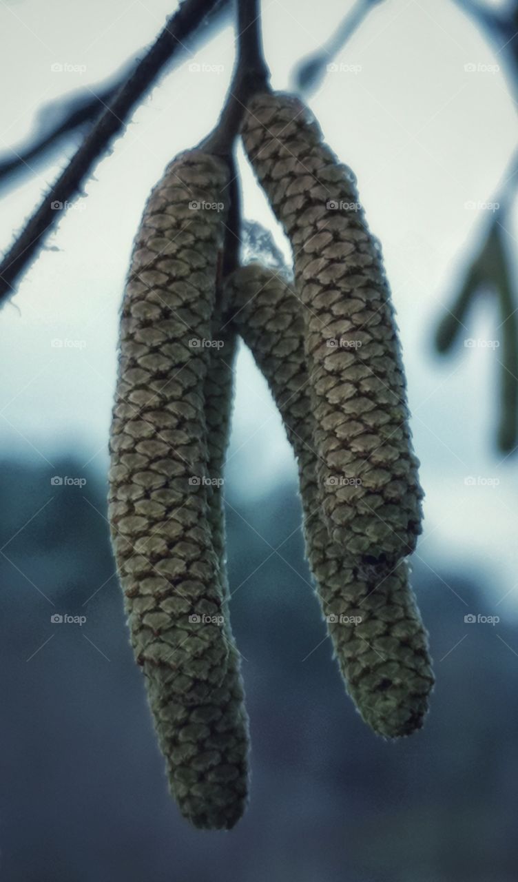 Forest earrings