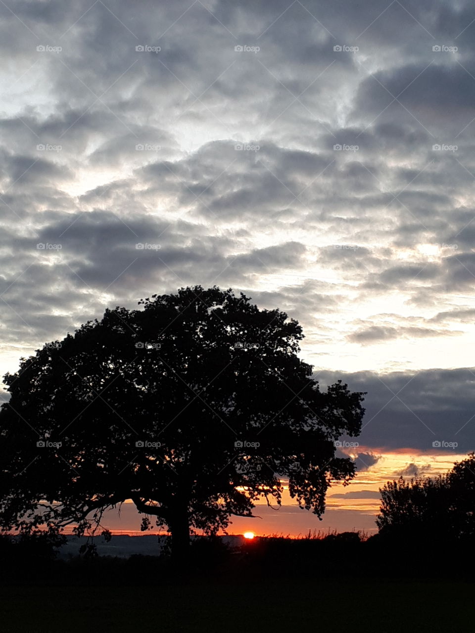 Sunset, Dawn, No Person, Tree, Sun